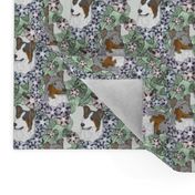 Small Floral Tri and Merle Smooth Collie portraits