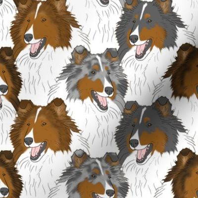 Rough Collie portrait pack