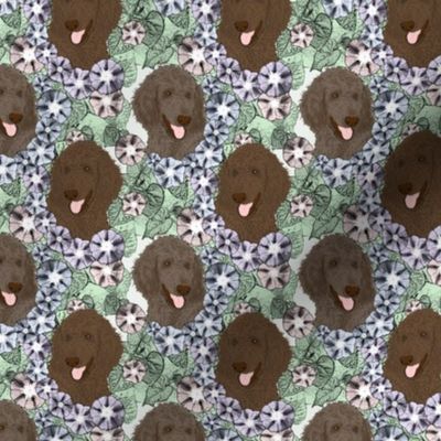 Small Floral Chocolate Cafe au lait Standard Poodle portraits