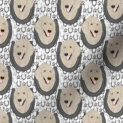 Small Cream Standard Poodle horseshoe portraits