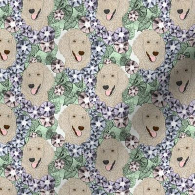 Small Floral Cream Standard Poodle portraits