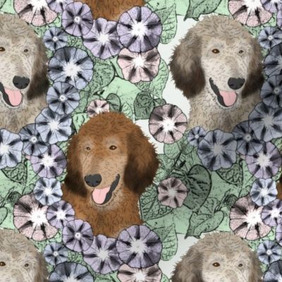 Floral Sable Standard Poodle portraits