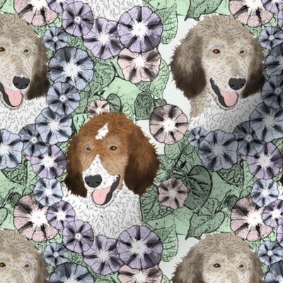 Floral Parti Sable Standard Poodle portraits