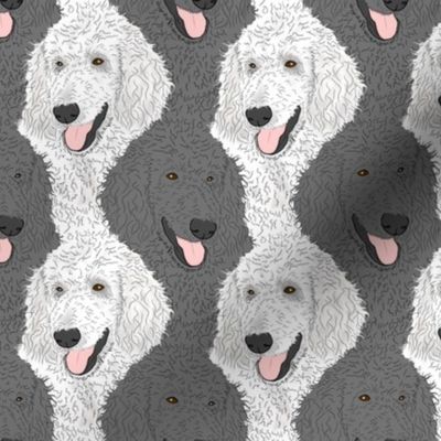 Black and White Standard Poodle portrait pack
