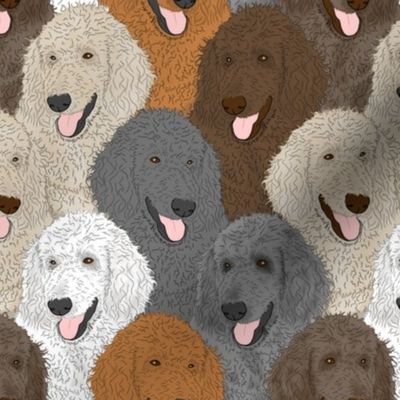 Standard Poodle portrait pack