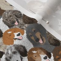 Small Multi-color Standard Poodle portrait pack