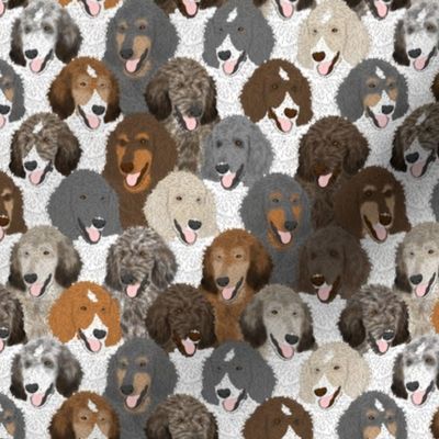 Small Multi-color Standard Poodle portrait pack