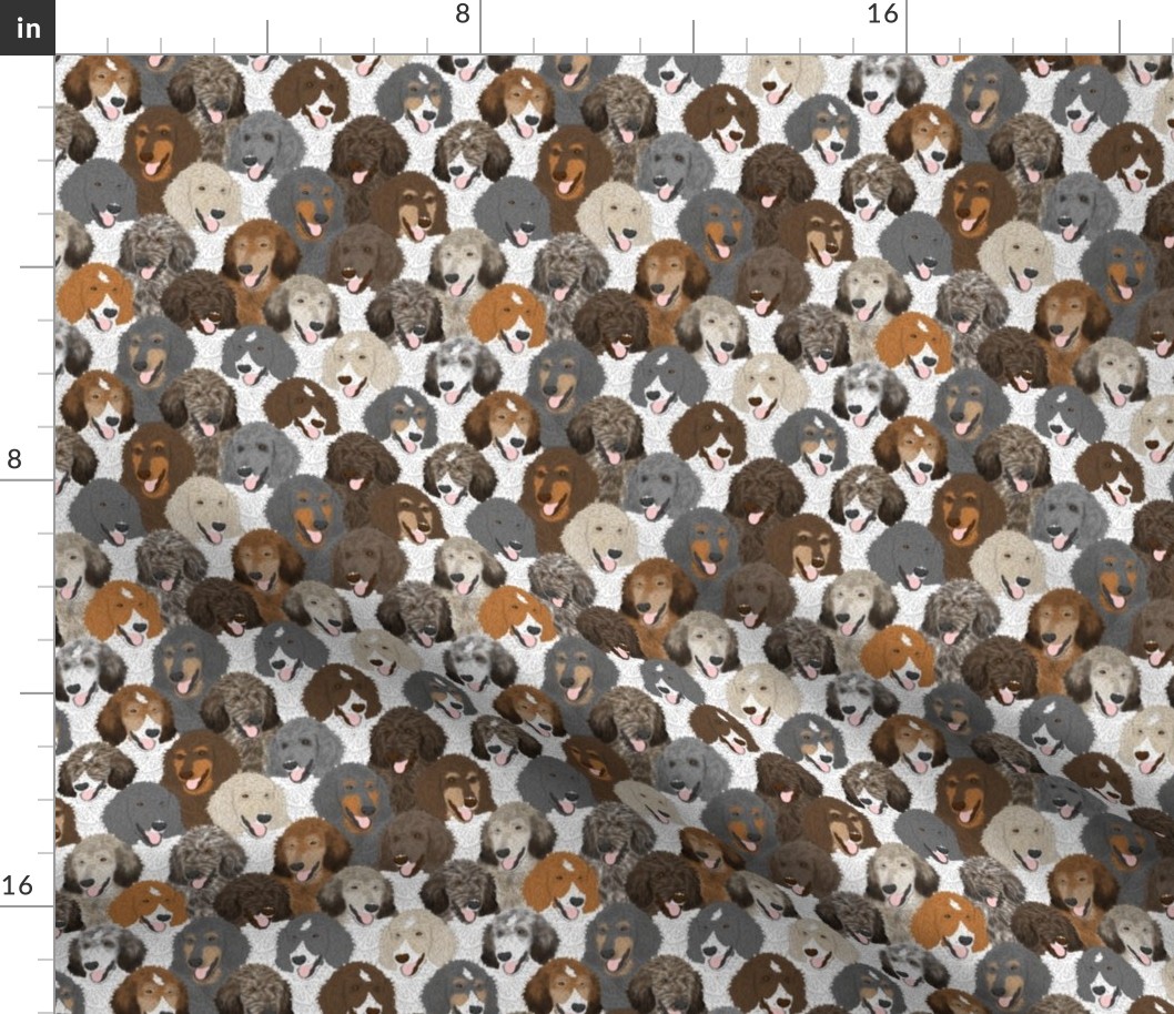 Small Multi-color Standard Poodle portrait pack