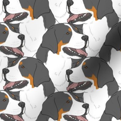Greater Swiss Mountain Dog portrait pack