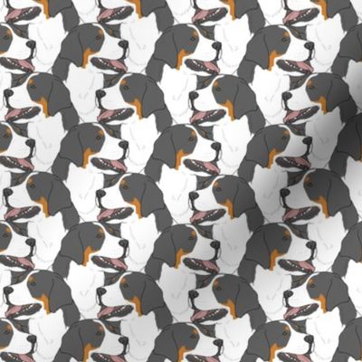 Small Greater Swiss Mountain Dog portrait pack