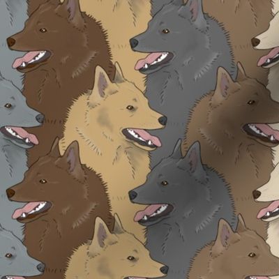 Multi-Colour Schipperke portrait pack