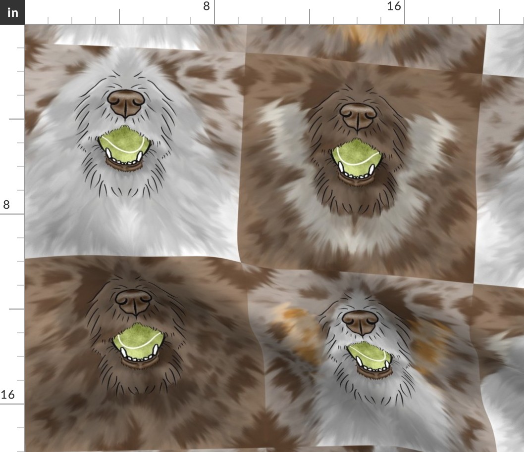 Nosey wirehaired Flyball Dog faces red merle