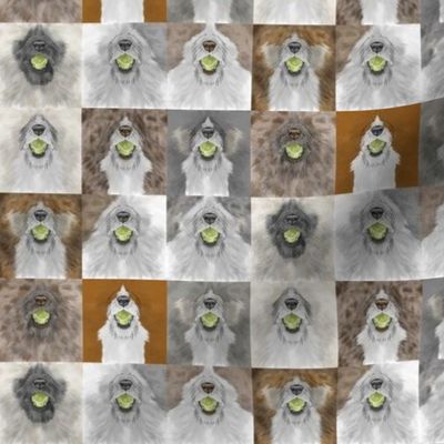 Tiny Nosey wirehaired Flyball Dog faces wild color
