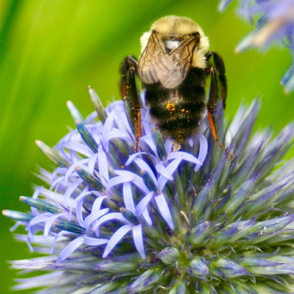 Pollen Bee Butt