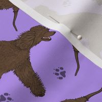 Trotting Irish Water Spaniels and paw prints - light purple