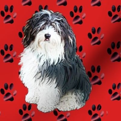 Havanese puppy