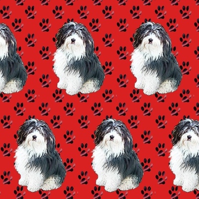 Cute Fluffy Dog 1920 x 1200 widescreen Wallpaper