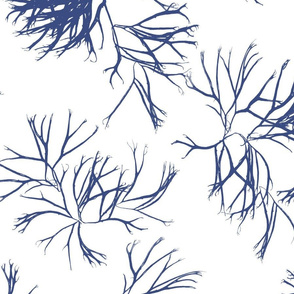 Gracilaria Faded Indigo on White 150