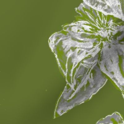 Climbing Green Clematis 