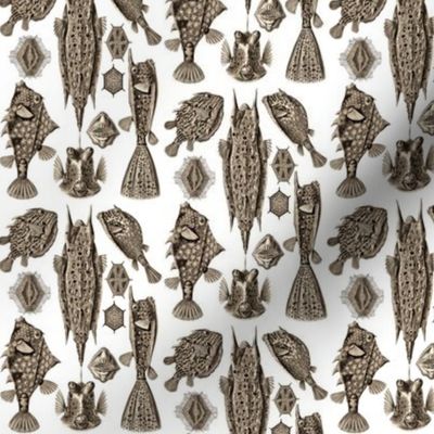 Ernst Haeckel Ostraciontes Bony Fish Wenge Ditsy