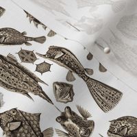 Ernst Haeckel Ostraciontes Bony Fish Wenge Ditsy