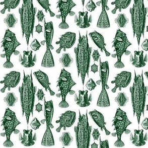 Ernst Haeckel Ostraciontes Bony Fish Green Ditsy