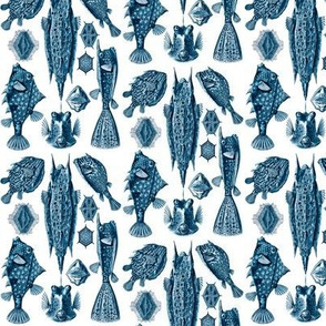 Ernst Haeckel Ostraciontes Bony Fish Prussian Blue Ditsy