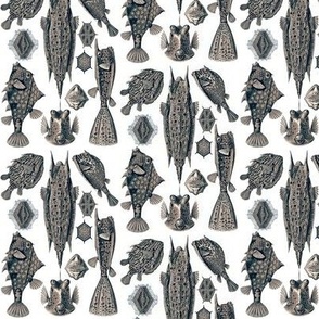 Ernst Haeckel Ostraciontes Bony Fish Tea Rose Ditsy