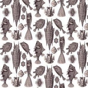 Ernst Haeckel Ostraciontes Bony Fish Lavendar Grey Ditsy