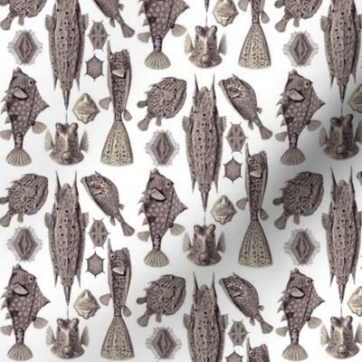 Ernst Haeckel Ostraciontes Bony Fish Aubergine Ditsy