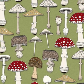 mushrooms fern green small