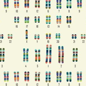 Karyotype XYY (XYY Syndrome)