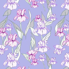 White Irises  Lilac