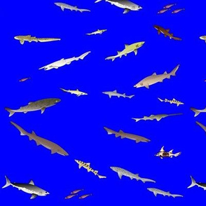 Deep Sea Sharks Scatter on deep blue sm