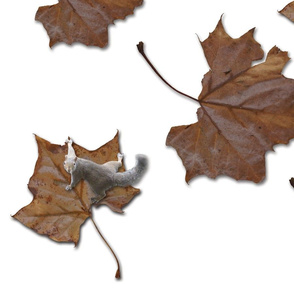 squirrel-_-leaves