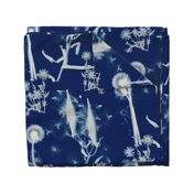 cyanotypes