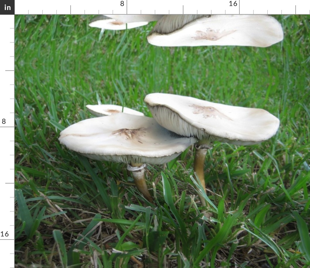 white flat head mushrooms Fabric | Spoonflower