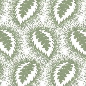 Spiky Hairy Leaves green