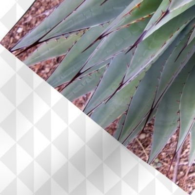 Agave 2 8-2-20 a