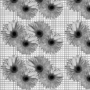 Sunflowers in Gray