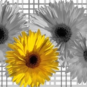 Sunflower Love 