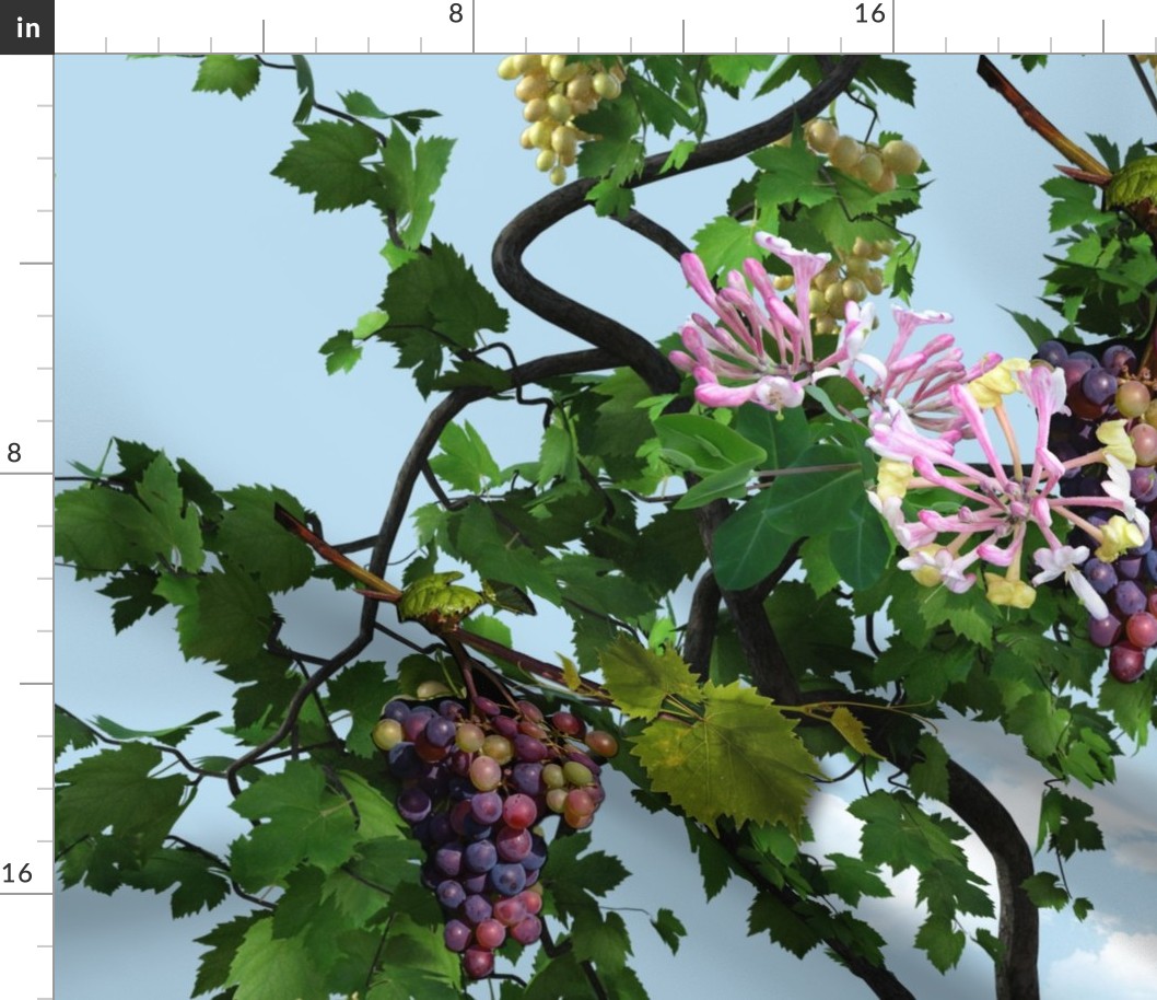 grapevine on a blue sky wallpaper