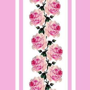 Climbing pink vintage roses pink stripe (large)