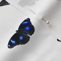 blue butterflies on white background. See my other butterfly collections with names.