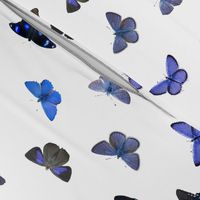blue butterflies on white background. See my other butterfly collections with names.