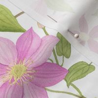 Large Scale Watercolor Clematis Vines