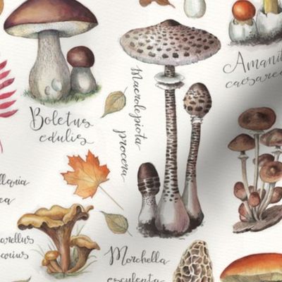 Botanical-mushrooms