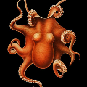 Octopus on Black Background