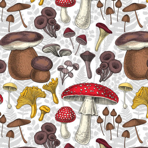 Wild mushrooms, medium size
