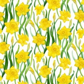 Small Daffodils on White